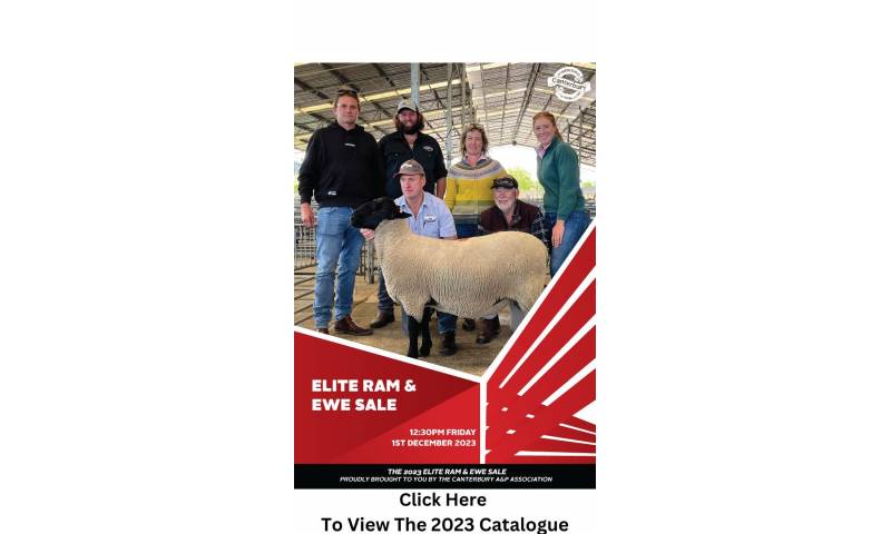 elite-ram-ewe-sale-showing-competition-2023-nzag-show-canterbury-a-and-p-show